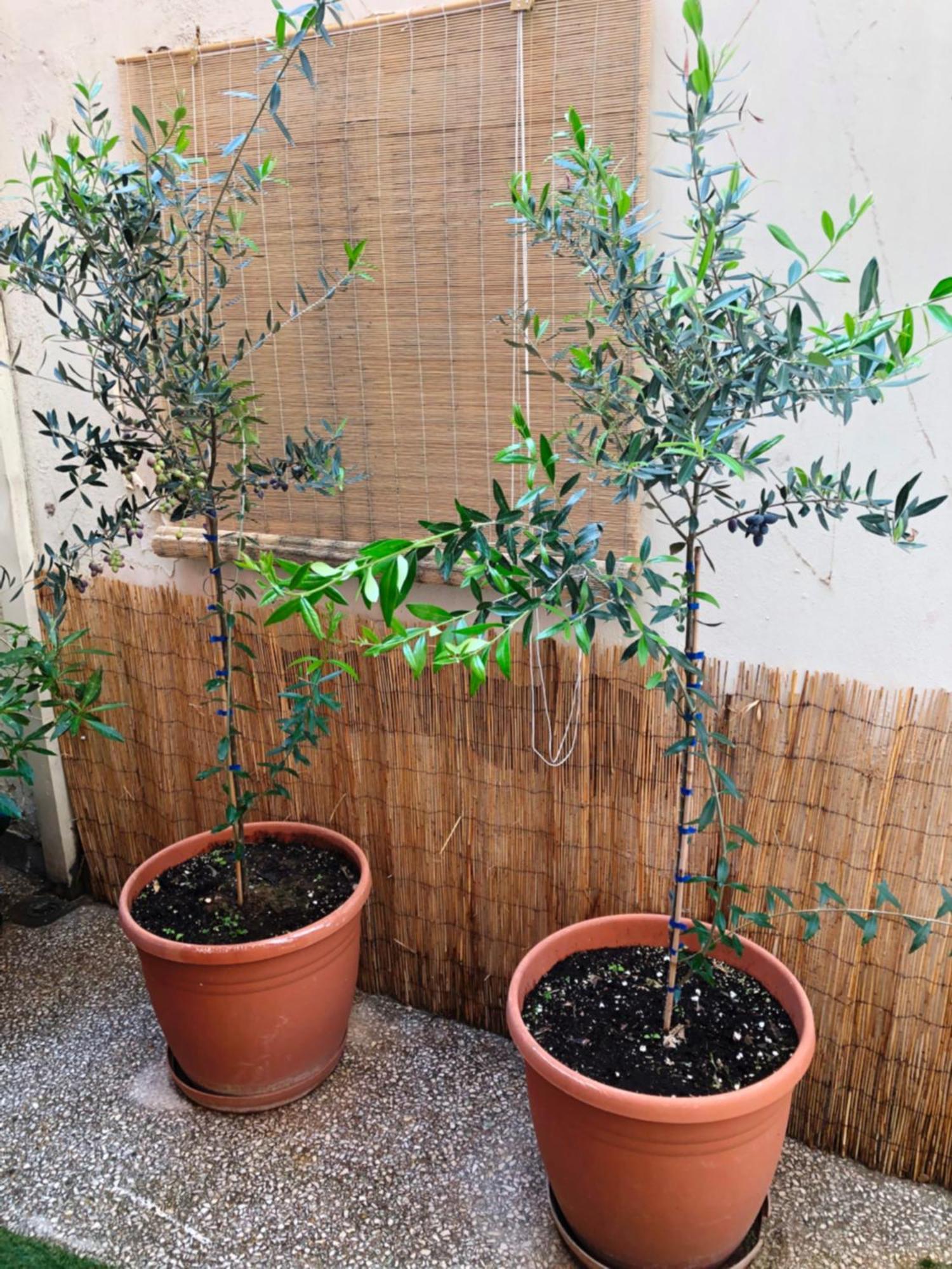 אתונה דירות באזור Exarchia, בגודל 80 מר, עם 3 חדרי שינה ו- 1 חדרי רחצה פרטיים מראה חיצוני תמונה